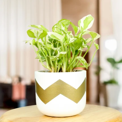 Modern Chevron White Terracotta Pot