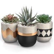 Designer Terracotta Mini Pot Set