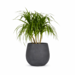 Dracaena plant in dark gray planter