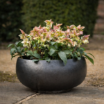 Hellebores in a gray planter