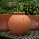 Terracotta jar with basil plant
