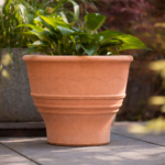 Terracotta planter with lush hosta