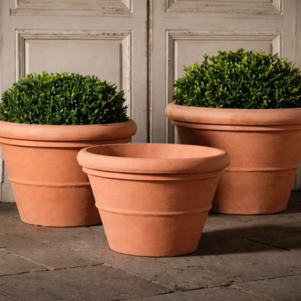 Terracotta planters with boxwood shrubs
