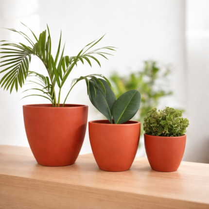Terracotta pots with houseplants arrangement