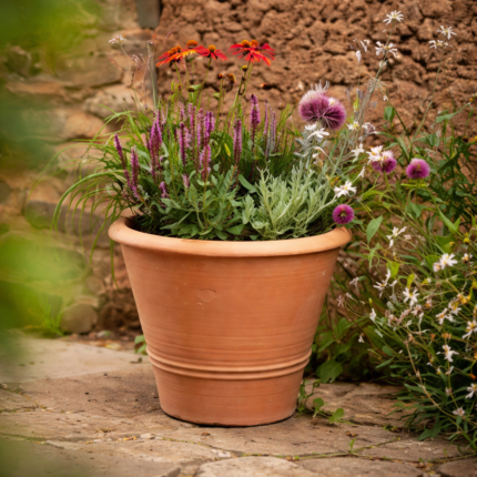 Vibrant garden blooms in terracotta pot