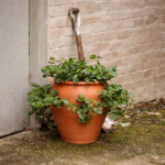 Terracotta pot with trailing plant