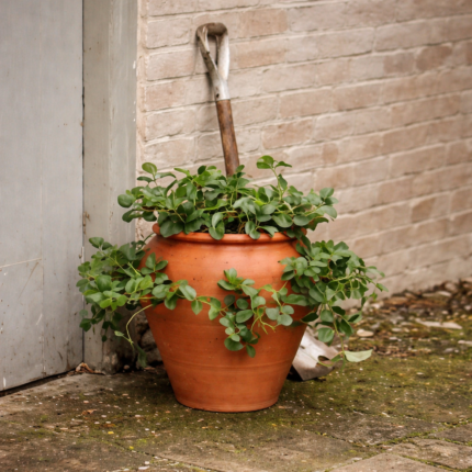 Terracotta pot with trailing plant