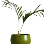Modern Olive Green Terracotta Pot